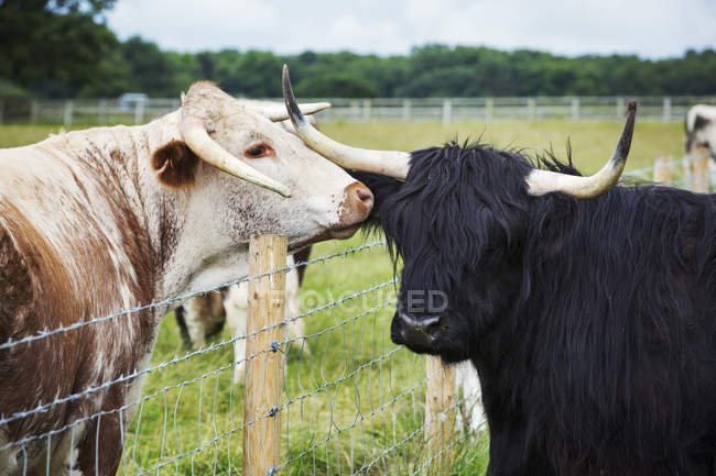 English Longhorn and Highland cattle — Stock Photo