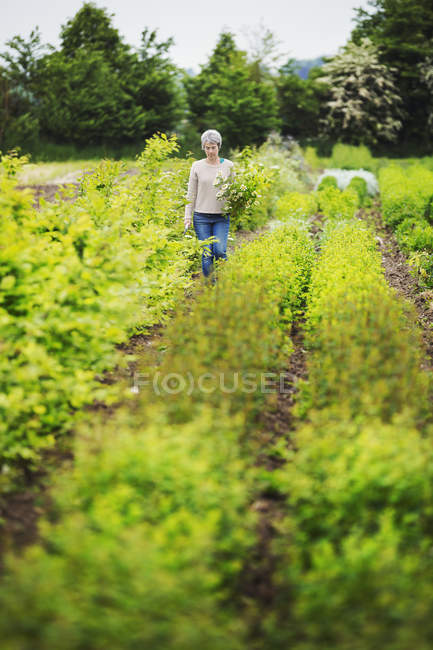Fiorista femminile selezionando fiori in giardino — Foto stock
