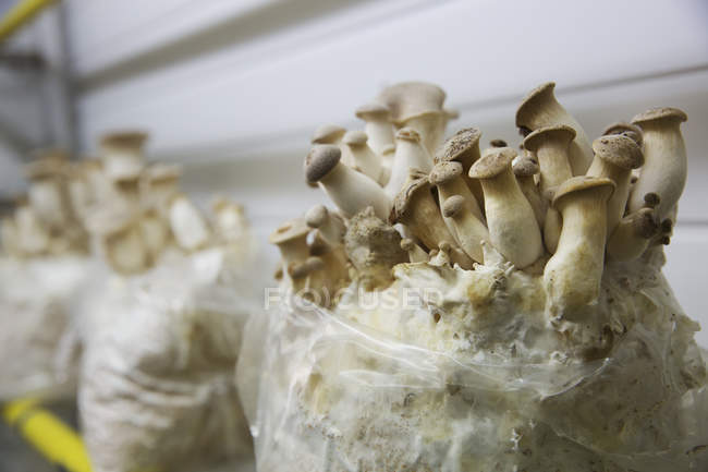 Tüte mit weißen Pilzen — Stockfoto