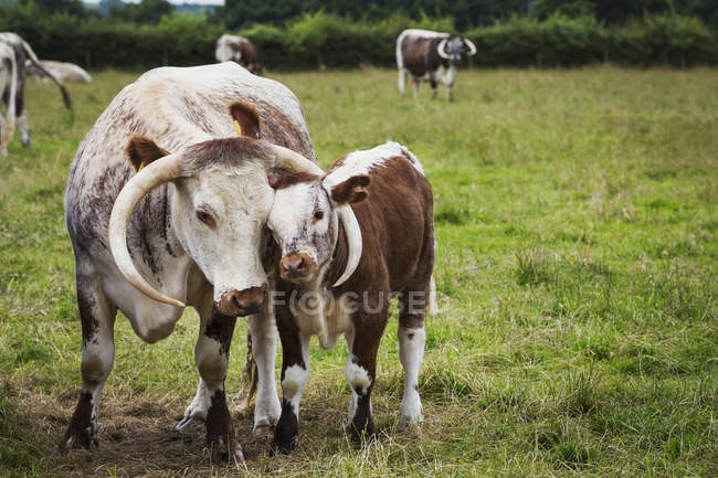 Українська Longhorn великої рогатої худоби з теля — стокове фото