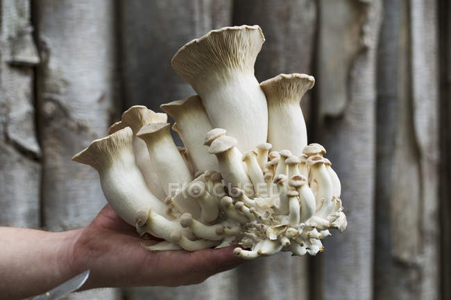 Mann hält frisch geerntete Pilze in der Hand — Stockfoto