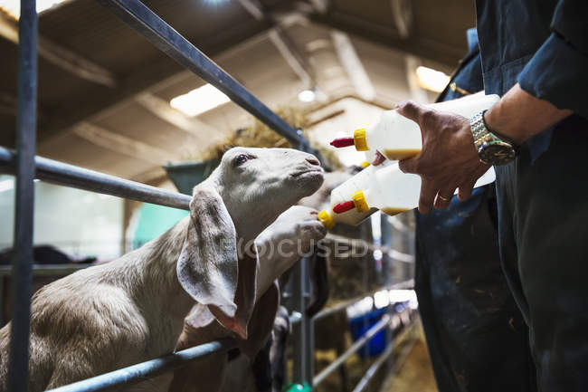 Goats being bottle-fed — Stock Photo