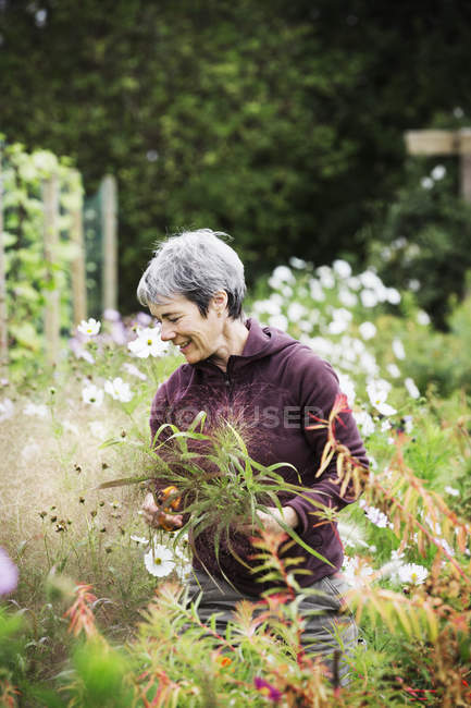 Mature woman cutting flowers for arrangements. — Stock Photo