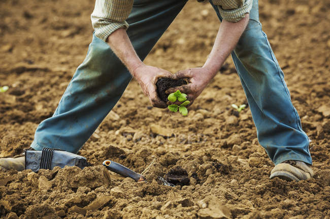 L'uomo piantare piante nel terreno — Foto stock