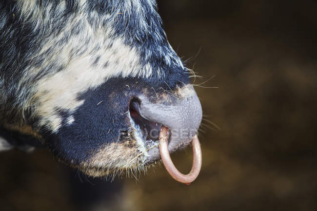 Inglés Longhorn bull with a nose ring . - foto de stock