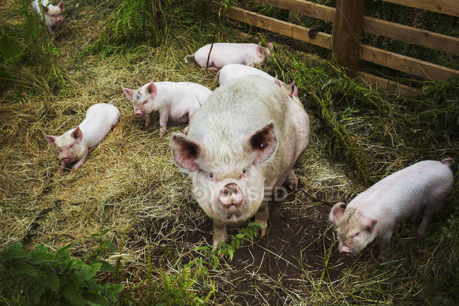Свиньи в свободном диапазоне — стоковое фото