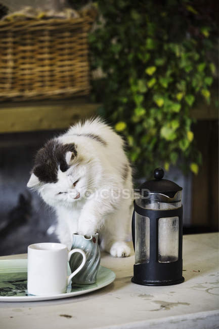 Кот на садовом столе — стоковое фото