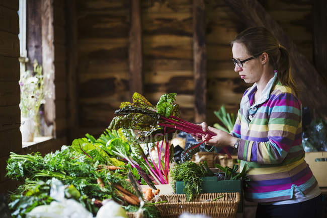 Mujer manipulando productos orgánicos - foto de stock