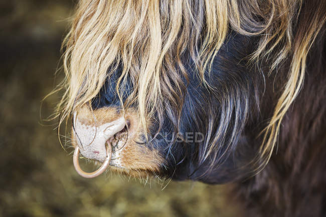 Long haired bull with a nose ring. — Stock Photo