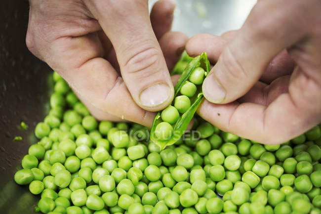 Chef shelling fresh green peas — Stock Photo