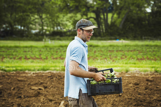 Man carrying tray full of seedlings — Stock Photo