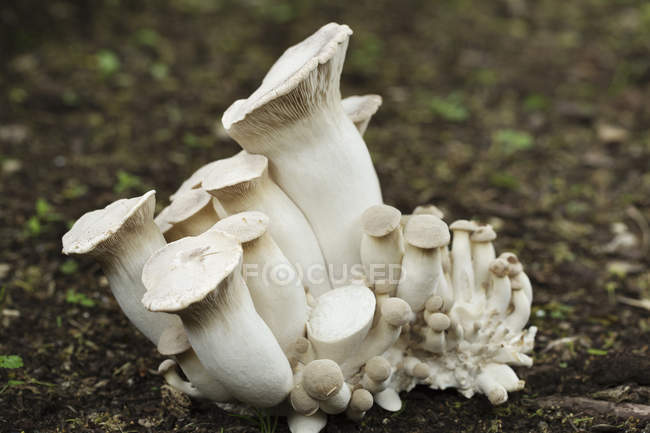 Weiße Pilze wachsen im Garten — Stockfoto