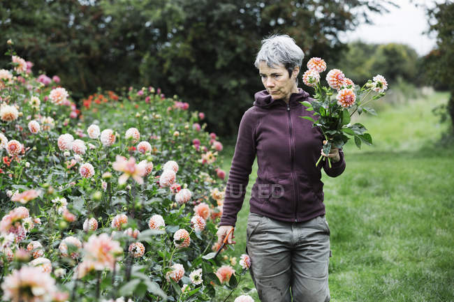 Frau pflückt Blumen — Stockfoto