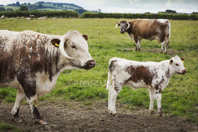 English Longhorn cattle with calf — Stock Photo