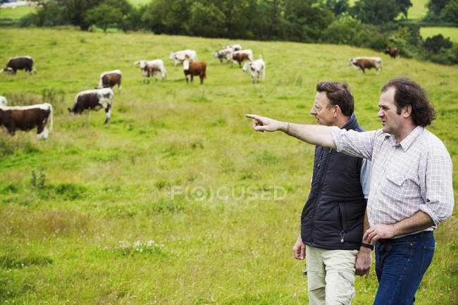 Männer und eine Herde englischer Langhorn-Rinder — Stockfoto