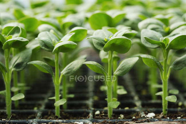 Plantas de semillero jóvenes - foto de stock