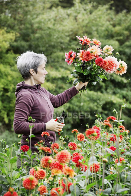 Woman cutting flowers — Stock Photo