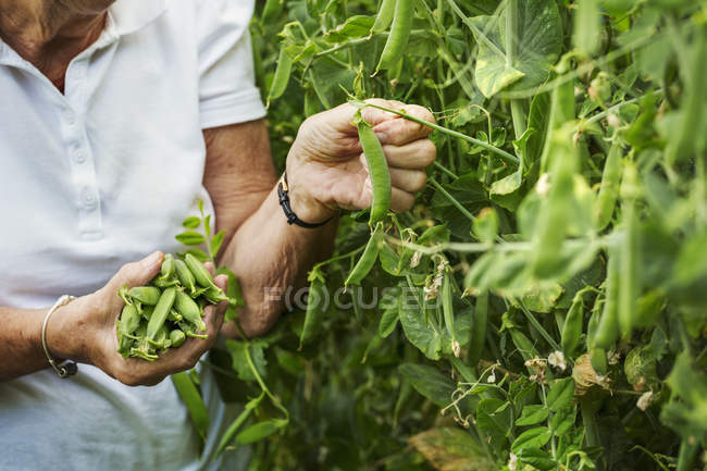 Woman picking pea pods in garden — Stock Photo