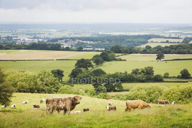 Anglais Longhorn and Highland cattles — Photo de stock