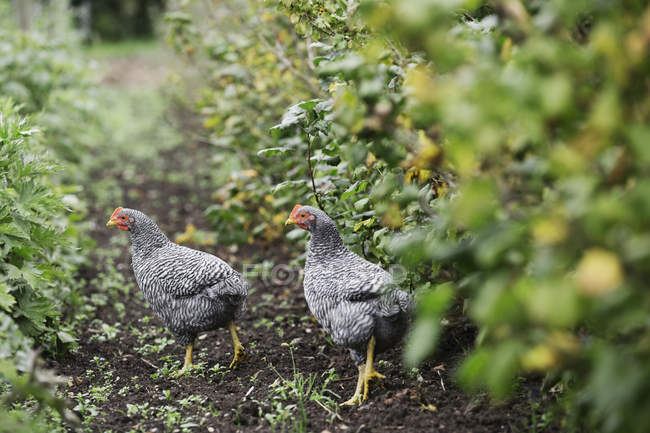 Two black and white Sussex chickens — Stock Photo