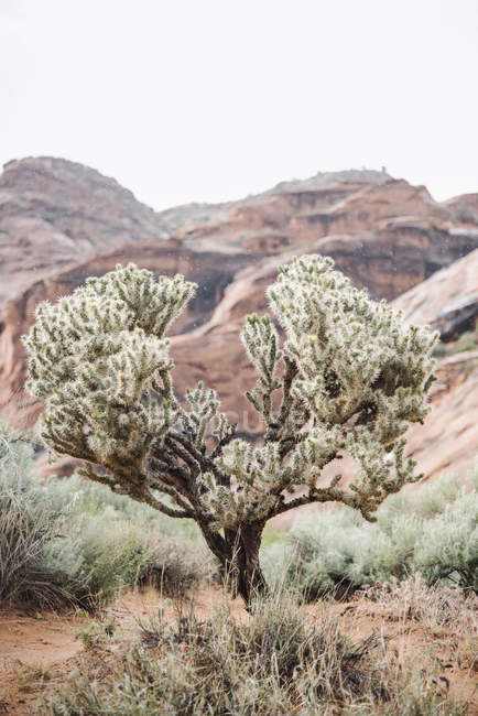 Большой кактус в сухой пустыне — стоковое фото