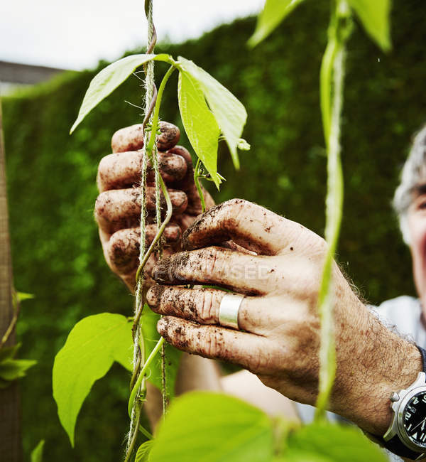 Jardineiro amarrando plantas de feijão corredor — Fotografia de Stock
