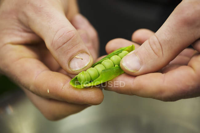 Chef décortiquant des petits pois verts frais — Photo de stock
