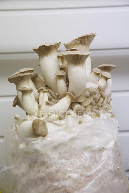 Sac de champignons blancs — Photo de stock