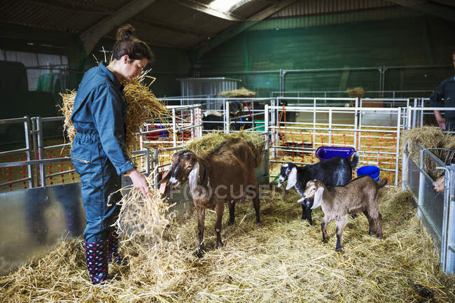 Femme dans une écurie avec des chèvres — Photo de stock