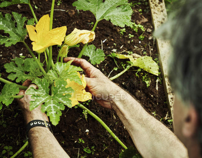 Jardineiro que trabalha na parcela vegetal — Fotografia de Stock