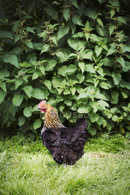Курица коричневого цвета — стоковое фото