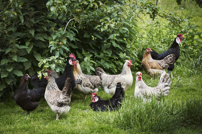 Домашні кури в саду — стокове фото