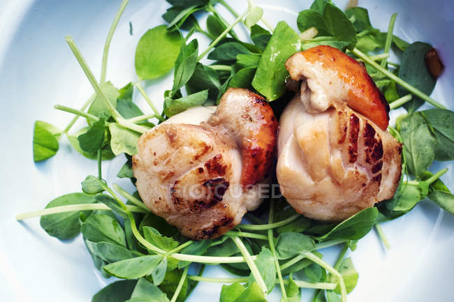 Plate with fried scallops and fresh herbs — Stock Photo