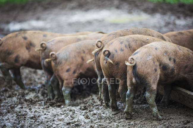 Свині в брудному полі — стокове фото