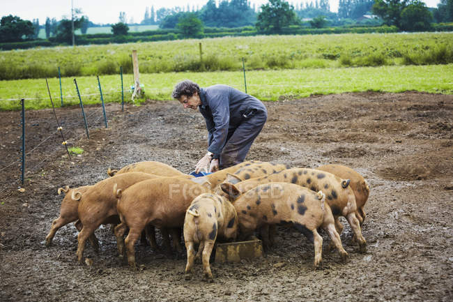 Frau füllt Futtertrog für Schweine — Stockfoto