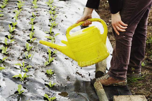 Person using a watering can — Stock Photo