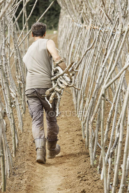 Man making a framework from pea sticks — Stock Photo