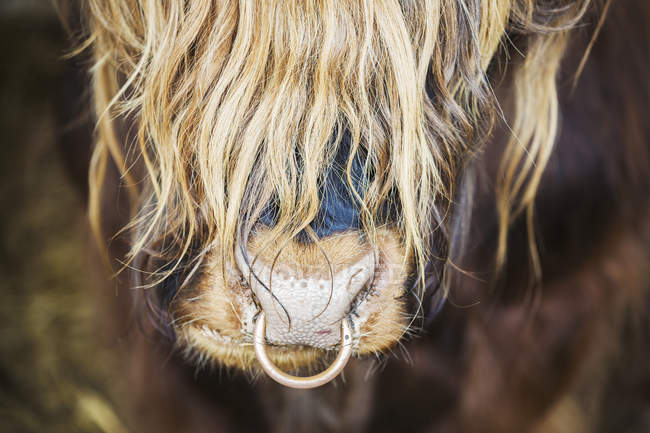 Long haired bull with a nose ring. — Stock Photo