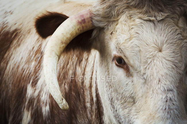 Inglês longhorn cattle . — Fotografia de Stock