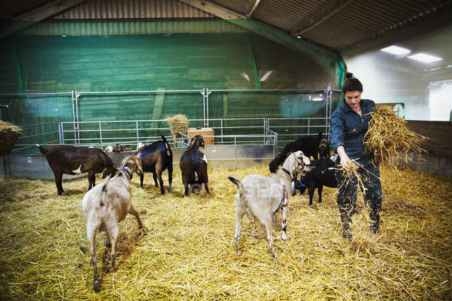 Donna in una stalla con un piccolo branco di capre — Foto stock
