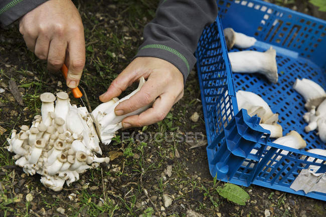 Homem colhendo cogumelos Shimeji — Fotografia de Stock