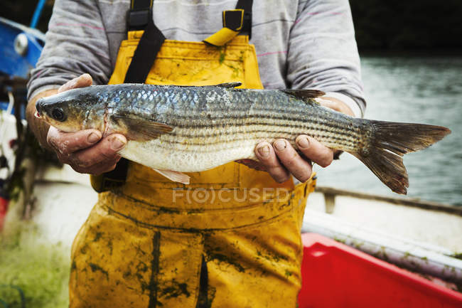 Pêcheur avec poisson frais pêché
. — Photo de stock