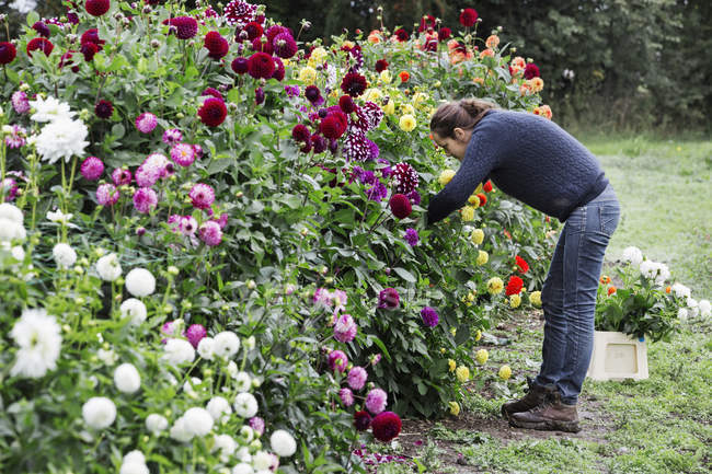 Donna che lavora in vivaio di fiori biologici — Foto stock