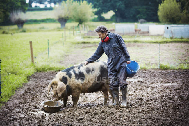 Mujer parada junto a cerdo comiendo - foto de stock