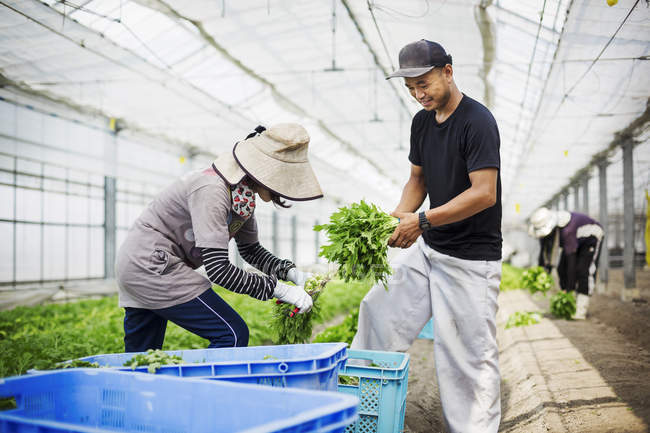 People working in a greenhouse — Stock Photo