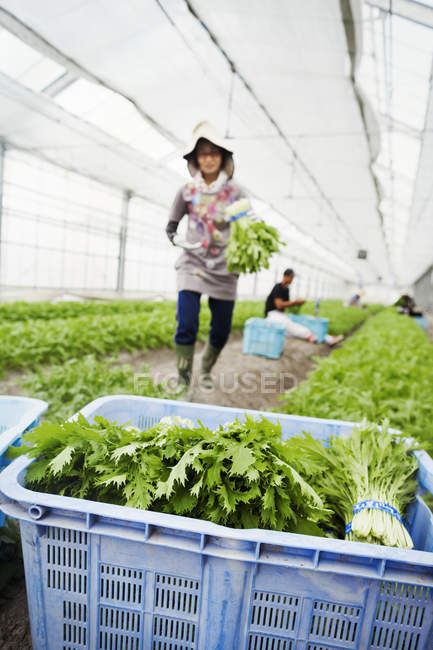 Lavoratore in serra che porta piante raccolte — Foto stock