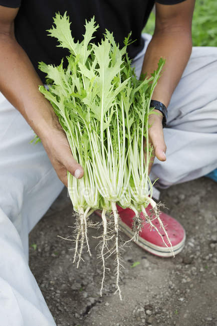 Trabalhador que detém plantas de mizuna colhidas — Fotografia de Stock