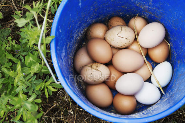 Secchio pieno di uova . — Foto stock