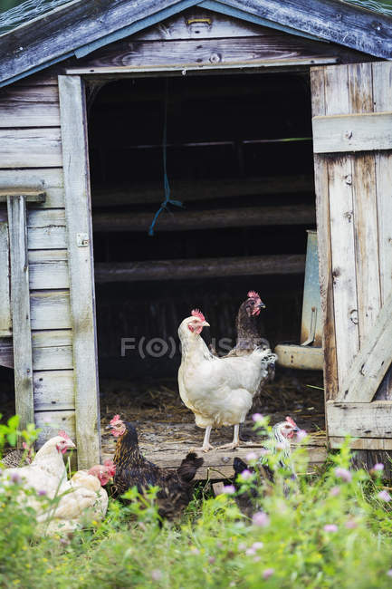 Chickens stood in the door — Stock Photo