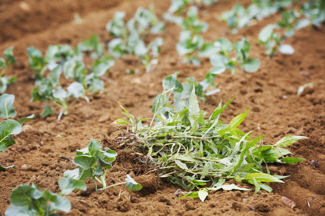 Seedlings planted in rows — Stock Photo